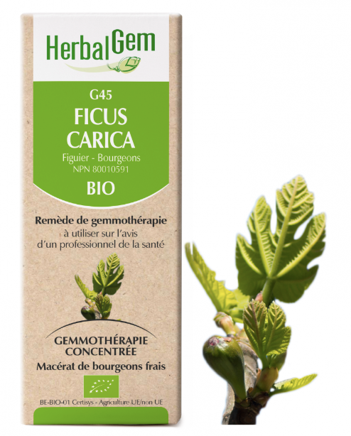 G45 - Ficus Carica - Herbalgem