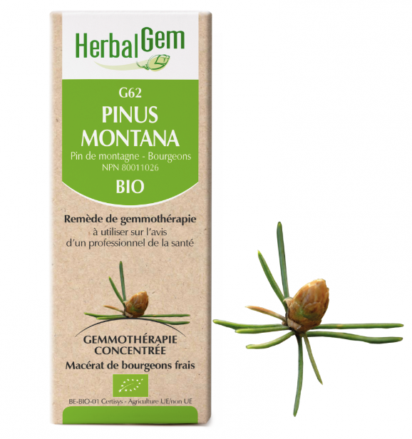 G62 - Pinus Montana - Herbalgem