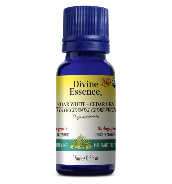 Thuya Occidental Cèdre Feuille - Divine Essence